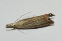 Chrysoteuchia culmella