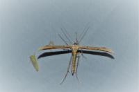 Emmelina monodactyla