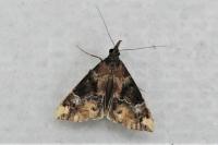 Hypena obsitalis