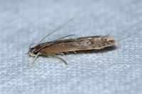 Limnaecia phragmitella