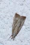 Calamotropha paludella