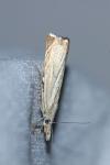 Chrysoteuchia culmella
