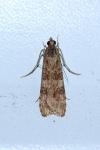 Nomophila noctuella
