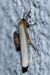 Eilema caniola
