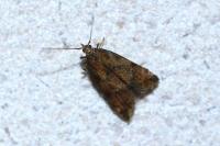 Brachmia blandella