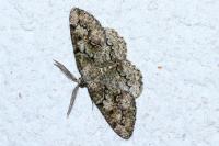 Cleorodes lichenaria
