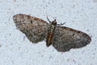 Eupithecia tenuiata