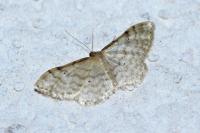 Idaea fuscovenosa