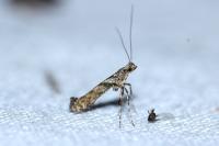 Caloptilia cuculipennella