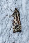 Emmelia trabealis