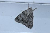 Acronicta aceris