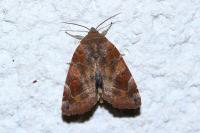 Cosmia affinis