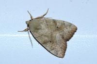 Cosmia trapezina