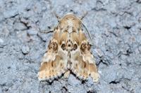 Eremobia ochroleuca