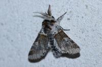Furcula furcula