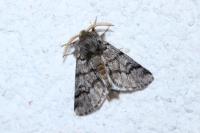 Thaumetopoea pityocampa