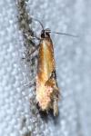 Batia lunaris