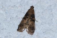 Euzophera pinguis