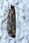 Lozotaeniodes cupressana