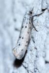 Yponomeuta