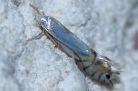 Phyllocnistis