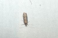 Gelechia sororculella