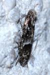 Recurvaria nanella