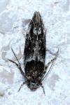 Recurvaria nanella