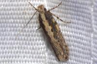Scrobipalpa artemisiella