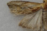 Eucosma cana