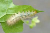 Spilarctia lutea