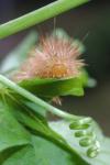 Spilarctia lutea