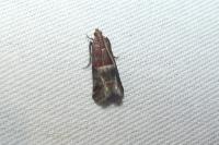 Acrobasis marmorea