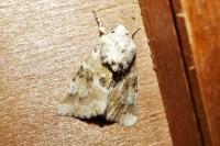 Eremobia ochroleuca