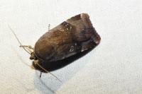 Noctua janthe/janthina