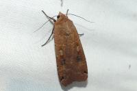 Noctua pronuba
