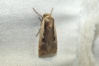 Ochropleura plecta