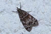 Eudonia mercurella