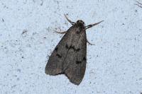 Apaidia mesogona