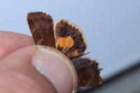 Noctua janthina