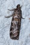 Dioryctria sylvestrella