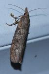 Lamoria anella