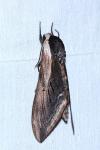 Sphinx ligustri