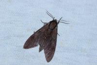 Hyloicus maurorum/pinastri