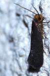 Cephimallota crassiflavella