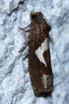 Epiblema foenella