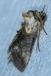 Abrostola asclepiadis