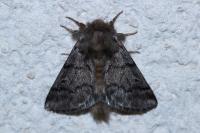 Thaumetopoea pityocampa