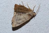 Cosmia trapezina