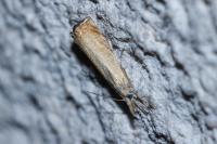 Chrysoteuchia culmella